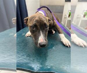 American Bulldog-Unknown Mix Dogs for adoption in Mobile, AL, USA