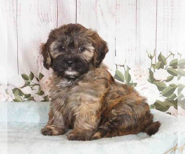 Medium Photo #1 Zuchon Puppy For Sale in PENNS CREEK, PA, USA