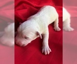 Small Photo #2 Pyredoodle Puppy For Sale in LIBERTY, MS, USA