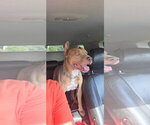 Small Photo #4 American Pit Bull Terrier Puppy For Sale in Holly Springs, NC, USA