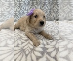Small Photo #7 Goldendoodle Puppy For Sale in N HIGHLANDS, CA, USA