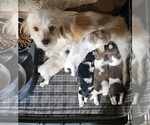 Small #2 Schweenie