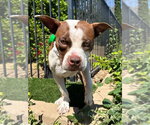Small Photo #3 American Boston Bull Terrier Puppy For Sale in Redlands, CA, USA