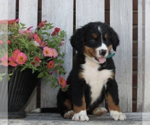Bernese Mountain Dog Puppy for sale in FREDERICKSBURG, OH, USA
