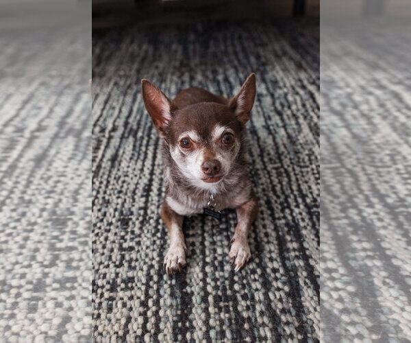 Medium Photo #2 Chihuahua Puppy For Sale in Tampa, FL, USA