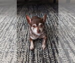 Small Photo #2 Chihuahua Puppy For Sale in Tampa, FL, USA