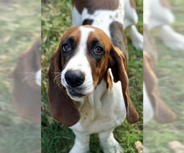 Medium Photo #7 Basset Hound Puppy For Sale in Deepwater, NJ, USA