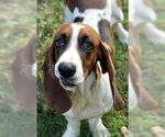 Small #6 Basset Hound