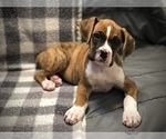 Image preview for Ad Listing. Nickname: Flashy Brindle