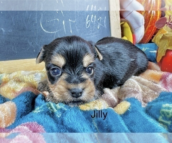 Medium Photo #8 Yorkshire Terrier Puppy For Sale in CASSVILLE, MO, USA