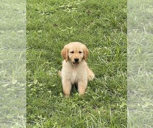 Golden Retriever Puppy for sale in SMITHVILLE, TX, USA