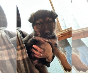 German Shepherd Dog Puppy for sale in WILMINGTON, IL, USA