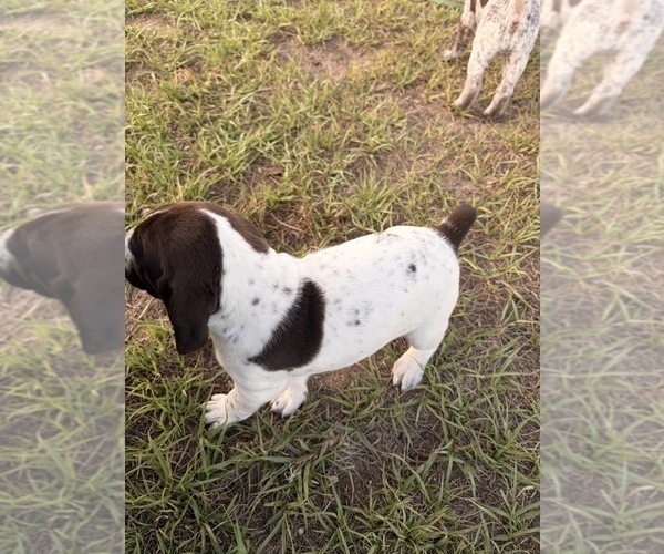 Medium Photo #14 German Shorthaired Pointer Puppy For Sale in CAMDEN, SC, USA