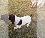 Small #13 German Shorthaired Pointer