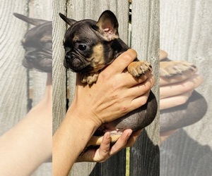 French Bulldog Puppy for Sale in TACOMA, Washington USA