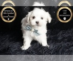 Small #4 Maltese