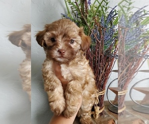 Shih-Poo Puppy for sale in ZILLAH, WA, USA