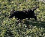 Puppy Grey Poodle (Standard)