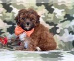 Small Photo #3 Shih-Poo Puppy For Sale in LAKELAND, FL, USA