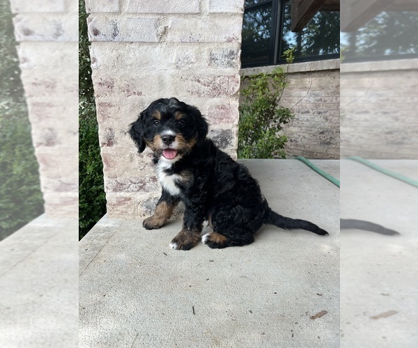 Medium Photo #2 Bernedoodle Puppy For Sale in MARTINSVILLE, IN, USA