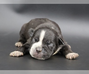 American Bully Puppy for sale in CHAMPAIGN, IL, USA