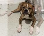 Small Boxer Mix