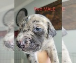 Small Photo #20 Daniff-Neapolitan Mastiff Mix Puppy For Sale in MONTEVIEW, ID, USA