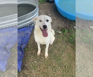 Labrador Retriever-Unknown Mix Dogs for adoption in Rowlett, TX, USA
