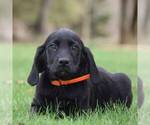 Small Photo #1 Labradoodle-Weimaraner Mix Puppy For Sale in BERNVILLE, PA, USA