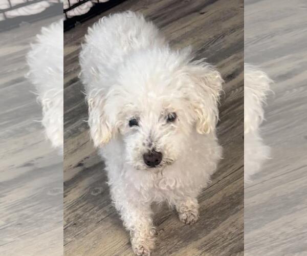 Medium Photo #1 Poodle (Miniature)-Unknown Mix Puppy For Sale in Rockwall, TX, USA