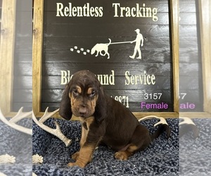 Bloodhound Puppy for Sale in BROOKFIELD, Missouri USA