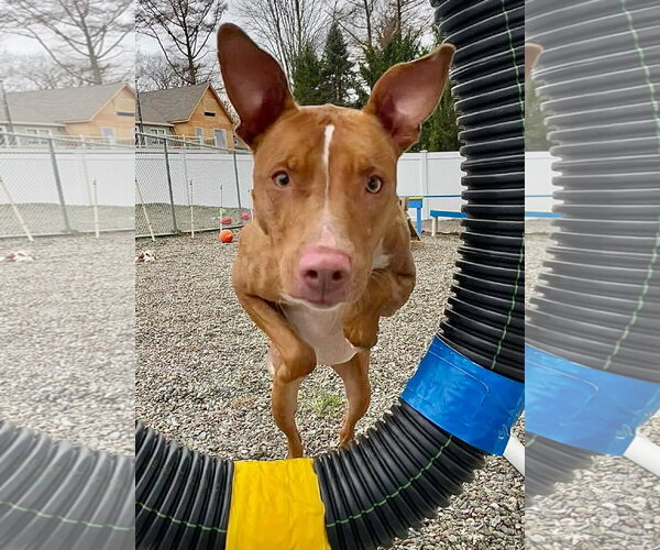 Medium Photo #13 American Pit Bull Terrier-Blue Lacy Mix Puppy For Sale in Rockaway, NJ, USA