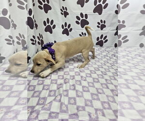 Lyrical - Female Rat Terrier-Unknown Mix Dog for Adoption - Photo #2