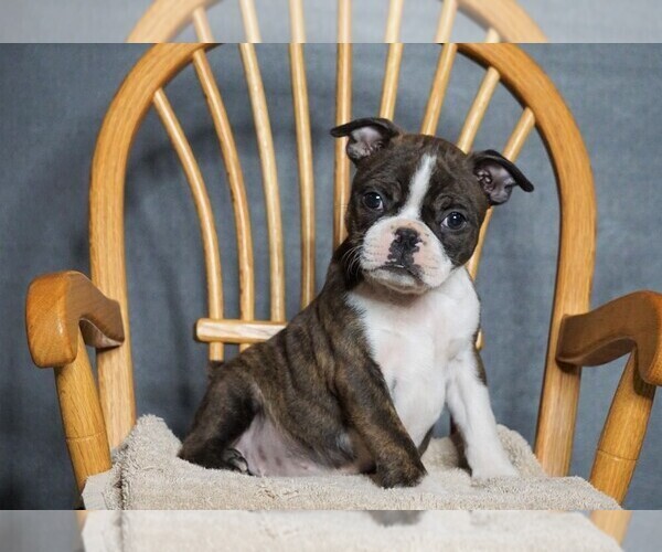 Medium Photo #2 Boston Terrier Puppy For Sale in FREDERICKSBG, OH, USA