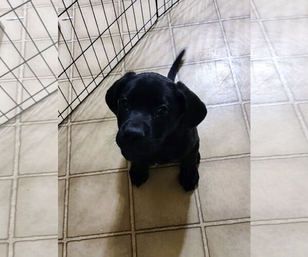 Medium Photo #3 Mutt Puppy For Sale in Duluth, MN, USA