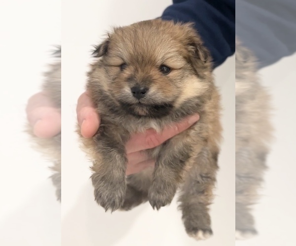 Medium Photo #2 Pomeranian Puppy For Sale in WEST BLOOMFIELD, MI, USA