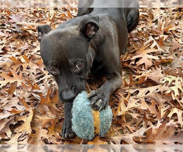 Medium Photo #1 American Staffordshire Terrier-Labrador Retriever Mix Puppy For Sale in Tallahassee, FL, USA