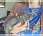 Small Photo #7 American Pit Bull Terrier Puppy For Sale in CHAMBERSBURG, PA, USA