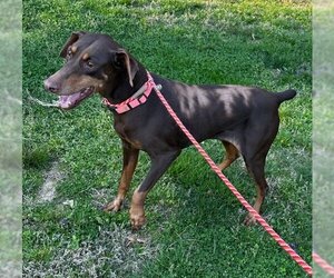 Doberman Pinscher Dogs for adoption in Roaring River, NC, USA
