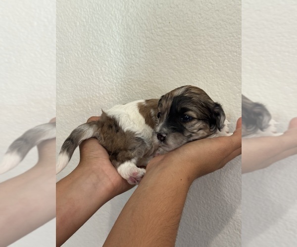 Medium Photo #10 Bernedoodle (Miniature) Puppy For Sale in LONGMONT, CO, USA