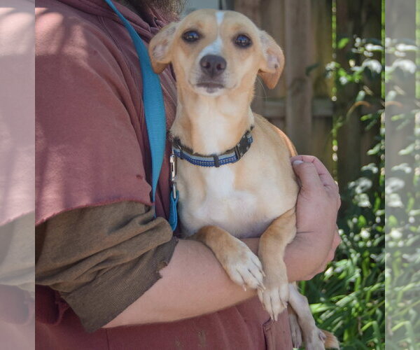 Medium Photo #4 Chiweenie Puppy For Sale in Huntley, IL, USA