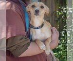 Small #3 Chiweenie