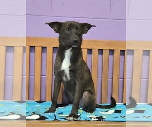 Labrador Retriever-Unknown Mix Dogs for adoption in Genesee, WI, USA
