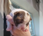 Small #2 Boston Terrier