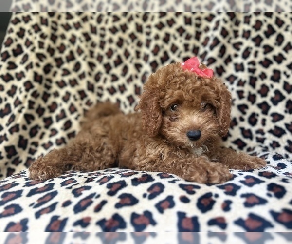 Medium Photo #5 Cavapoo Puppy For Sale in LAKELAND, FL, USA