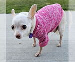 Small #1 Chihuahua
