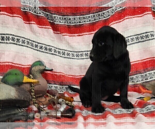 Medium Photo #35 Labrador Retriever Puppy For Sale in MERIDEN, KS, USA