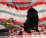 Small Photo #35 Labrador Retriever Puppy For Sale in MERIDEN, KS, USA