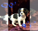 Small Photo #8 Cavalier King Charles Spaniel Puppy For Sale in LAMAR, AR, USA