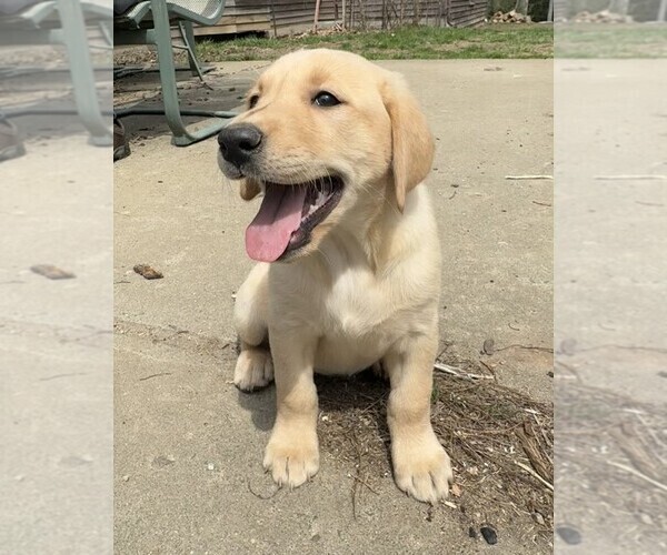 Medium Photo #1 Labrador Retriever Puppy For Sale in WOODBRIDGE, CT, USA